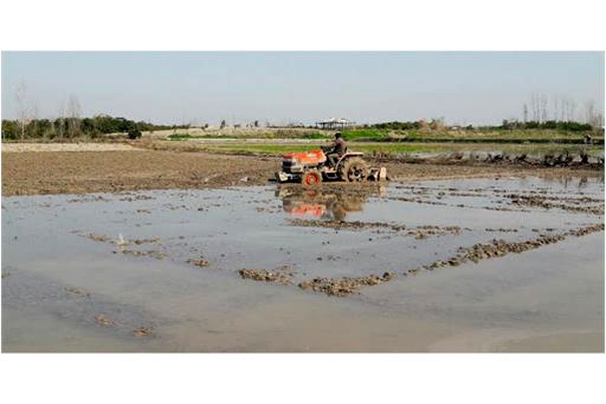 شخم شالیزار در مازندران