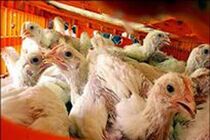 تولید واکسن جدید طیور با تکیه بر دانش فنی
