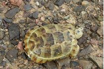 رها سازی یک لاک پشت مهمیز دار در محیط زیست نایین