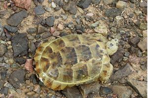 رها سازی یک لاک پشت مهمیز دار در محیط زیست نایین