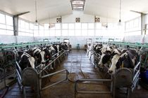  تشکیل پرونده قضایی برای شیوع تب برفکی در کشت و صنعت مغان