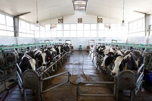 98 درصد اهداف تولید محصولات دام و طیور در سال 95 تحقق یافت/ تراز تجاری زیر بخش دامپروری 555 میلیون دلار مثبت شد