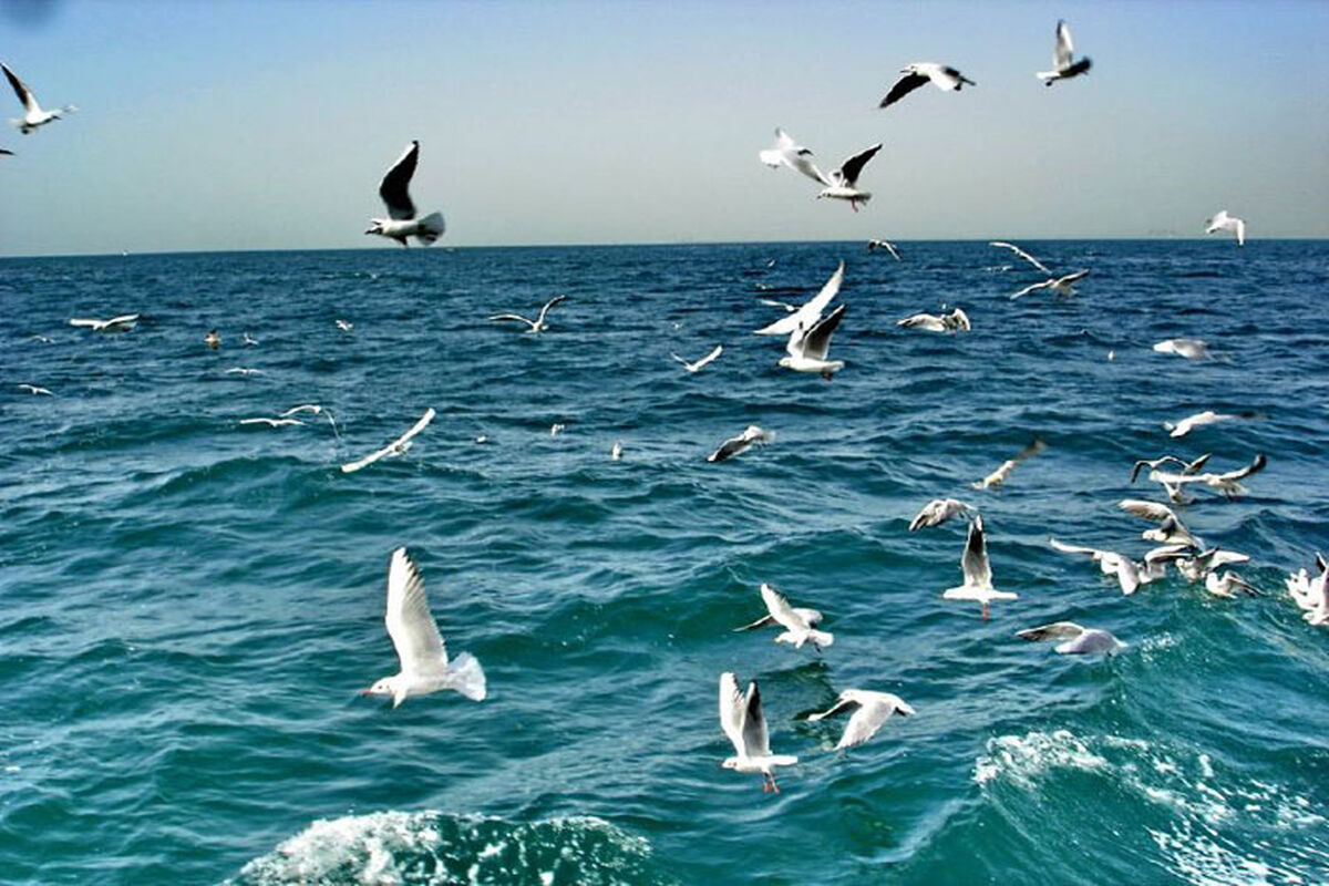 دریای آرام