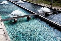 چهارمحال‌وبختیاری پایلوت توسعه شهرک‌های شیلاتی، گلخانه‌ای و دامپروری می‌شود