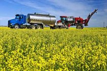 آغاز برداشت کلزا از ۱۰۰ هکتار مزارع گلبهار