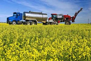 آغاز برداشت کلزا از ۱۰۰ هکتار مزارع گلبهار