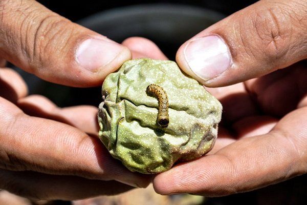 مبارزه با آفت «کرم خراط» در باغهای شهرستان بهار آغاز شد