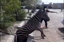 بی‌تدبیری مسئولان بعد از گرفتن جان شیر و خرس اینبار مرگ گورخر آفریقایی را رقم زد/چرا حیوان وارد می کنید!؟