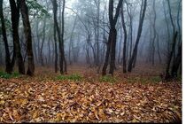 ایست‌ و بازرسی‌ها، دژ مستحکم در برابر قاچاق چوب هستند
