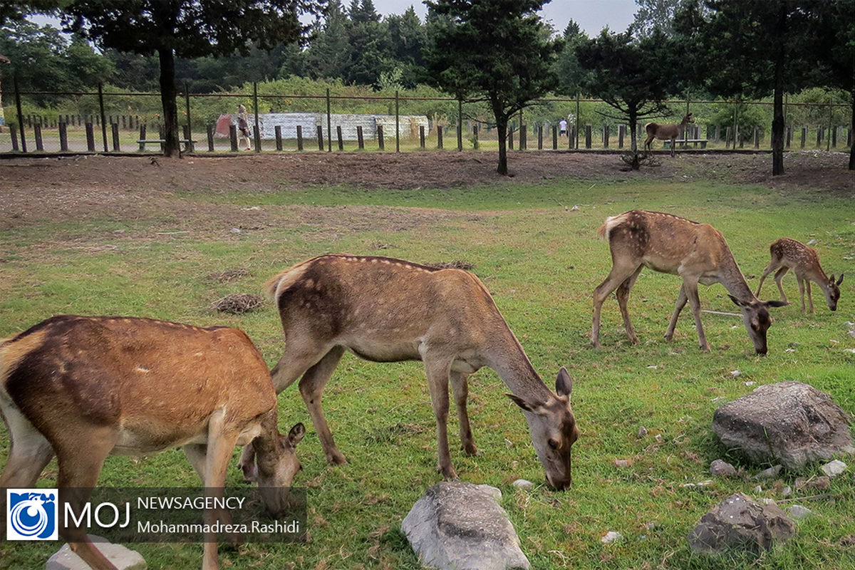 افزایش مرال های ایرانی در پناهگاه حیات وحش لوندویل آستارا