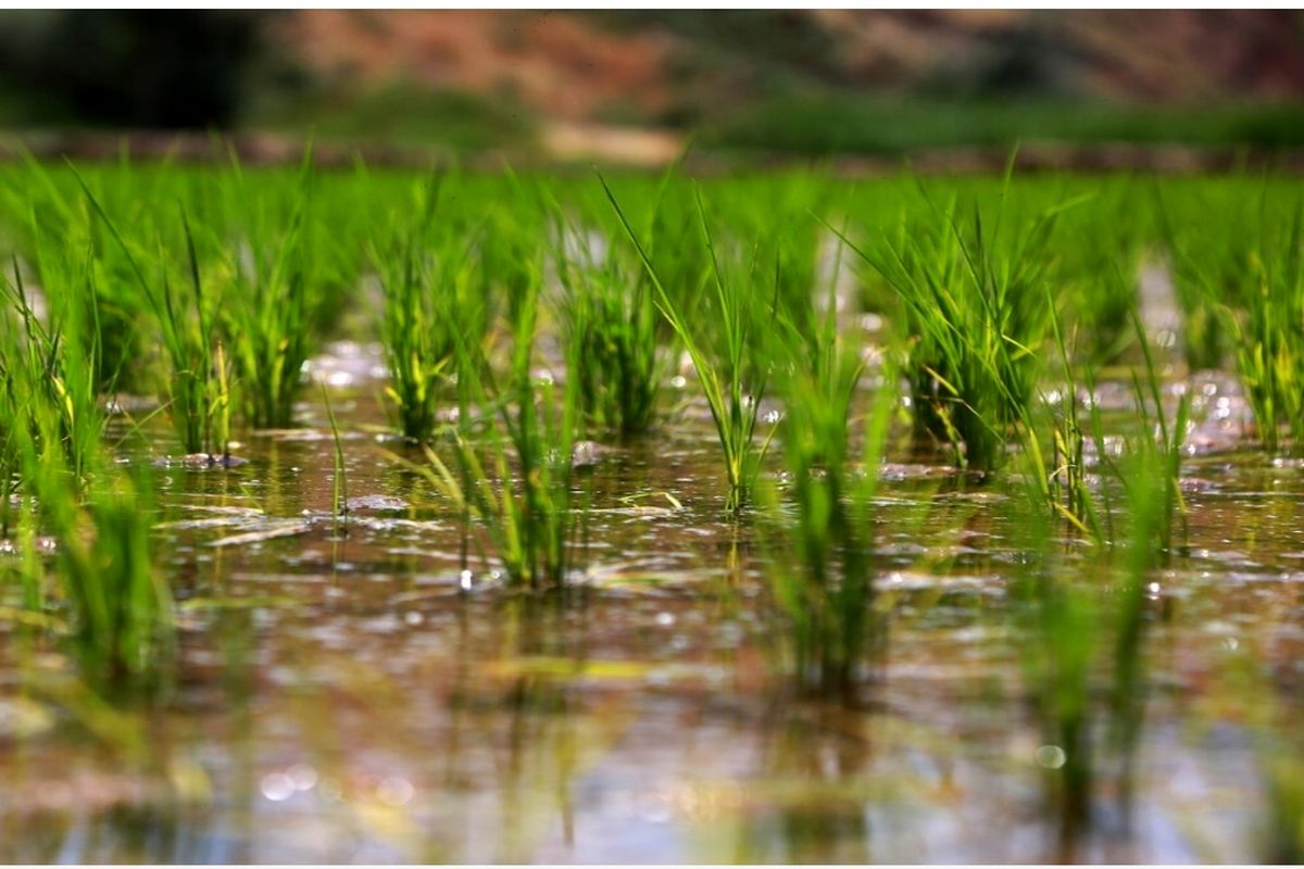 آب کشاورزی گیلان