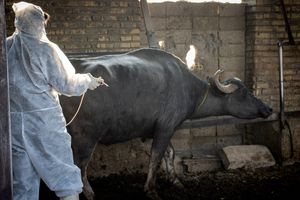 پوشش کامل دام های سنگین هفتکل در طرح واکسیناسیون سویه جدید تب برفکی انجام شد