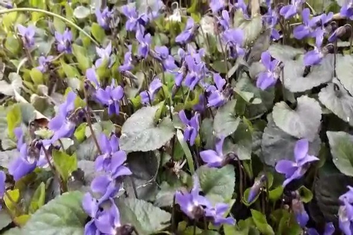 اصفهان- برداشت گل بنفشه