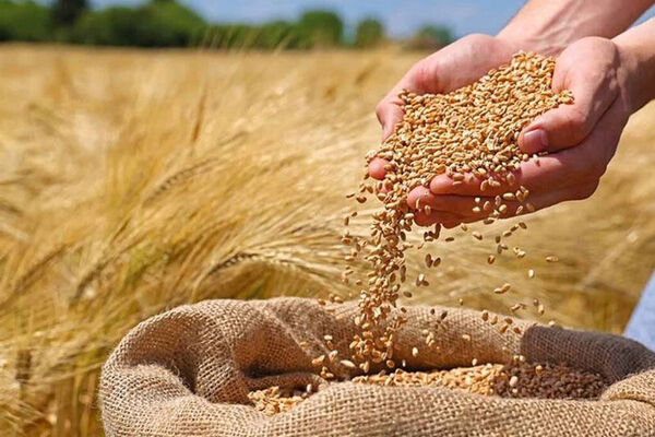 اعلام قیمت خرید تضمینی گندم در سال زراعی جاری