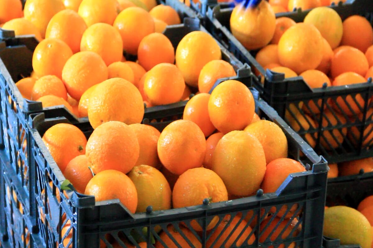 میوه شب عید