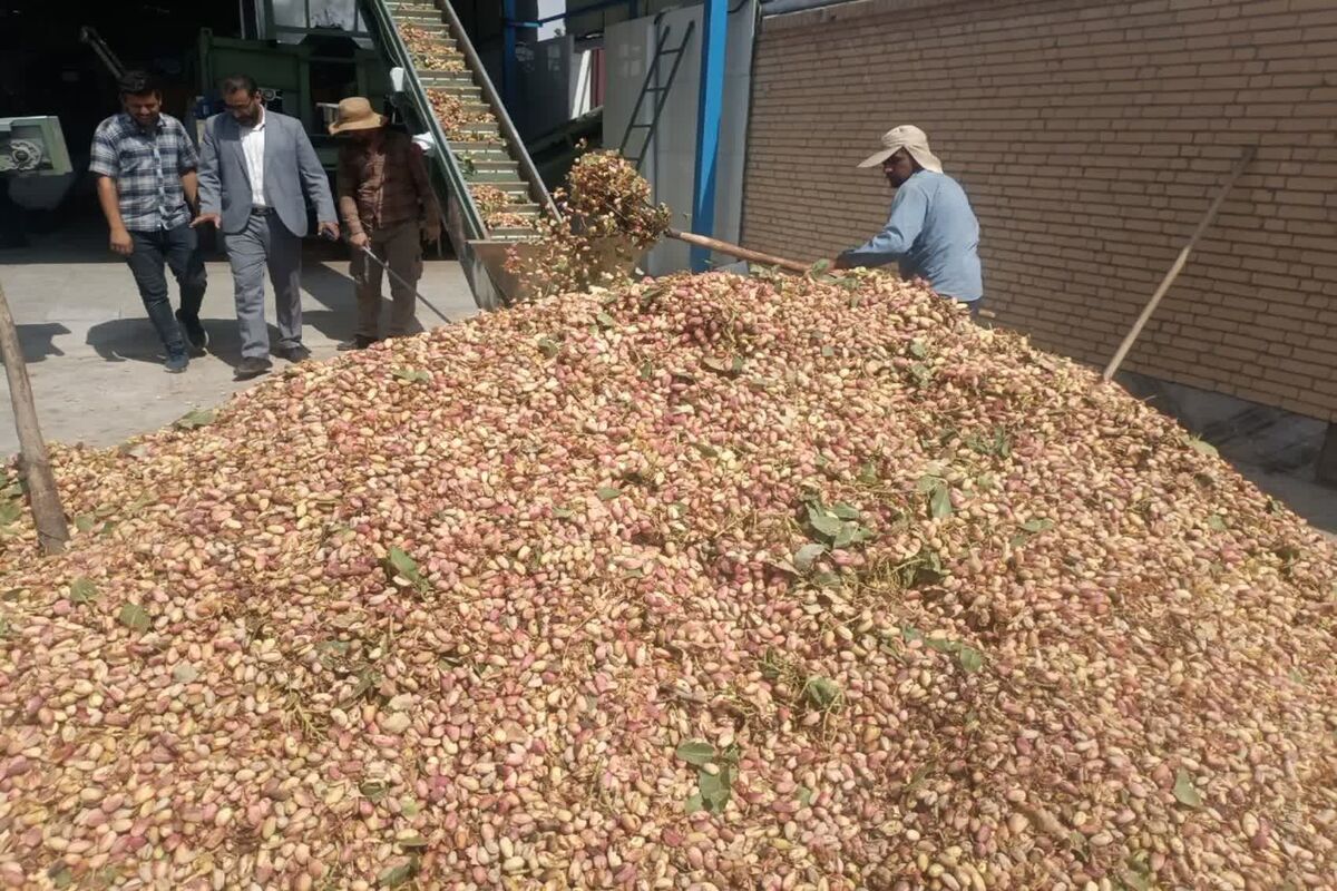 فرآوری پسته 