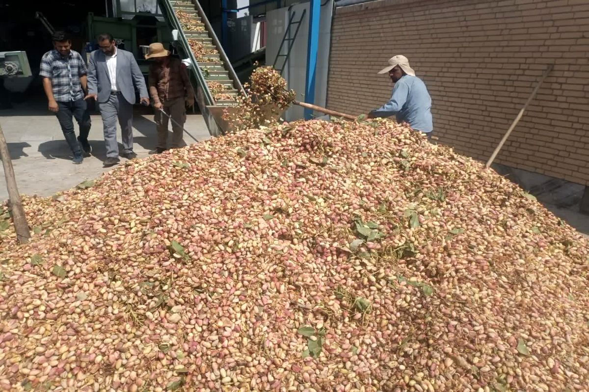 فرآوری پسته 