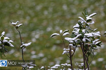 کاهش دمای هوا به زیر صفر در استان اردبیل
