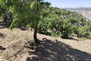 درخشش باغدار گرمدره‌ای در کیل‌گیری بادام سامان