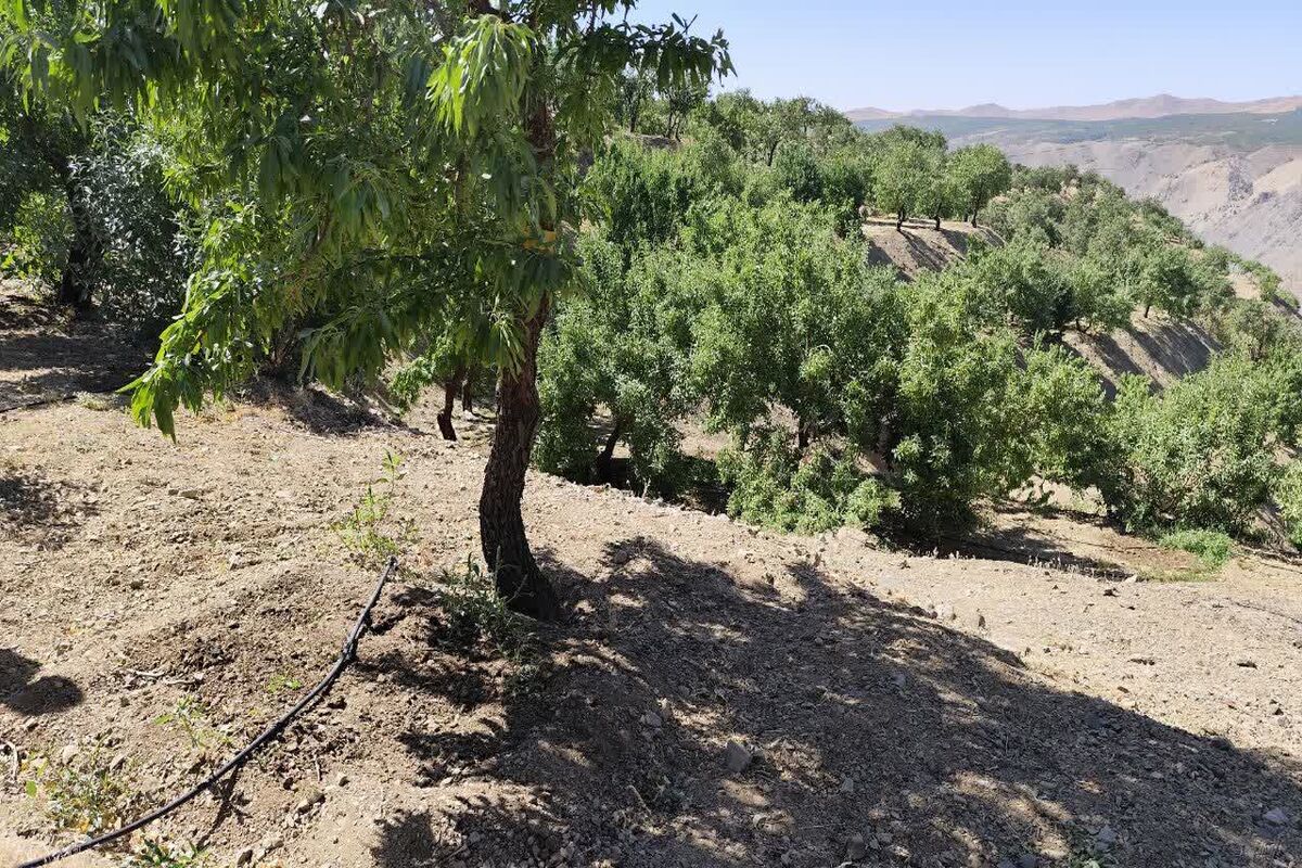 کیل گیری