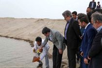 بهره برداری از سایت پرورش میگو در بندرعباس