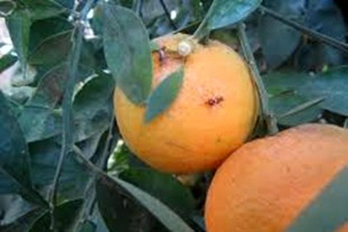 مرکبات