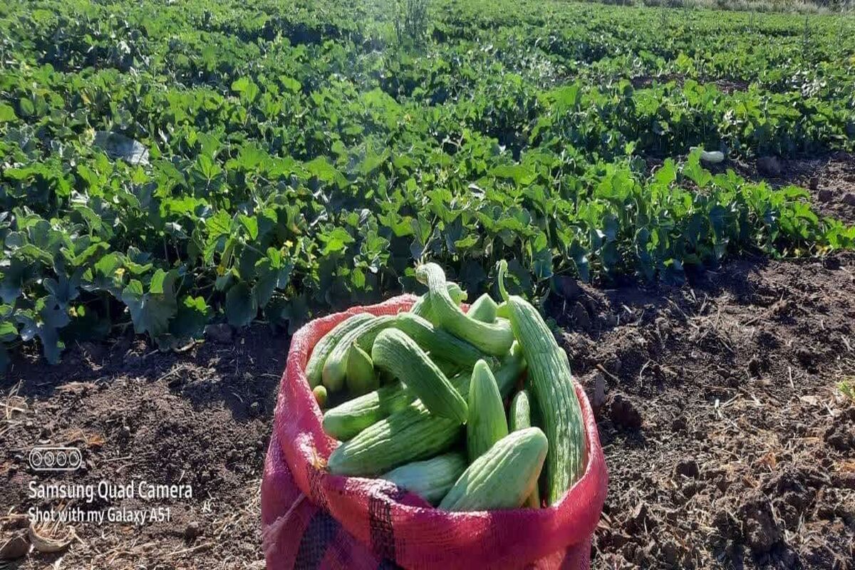 خیار قزوین