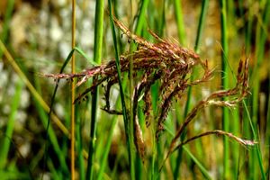 چرخ صنعت گیاهان دارویی به حرکت در آمده است