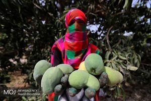 آغاز برداشت انبه از باغ‌های میناب