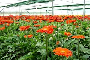 تولید سالیانه 8 و نیم میلیون گل شاخه بریده در استان کرمانشاه