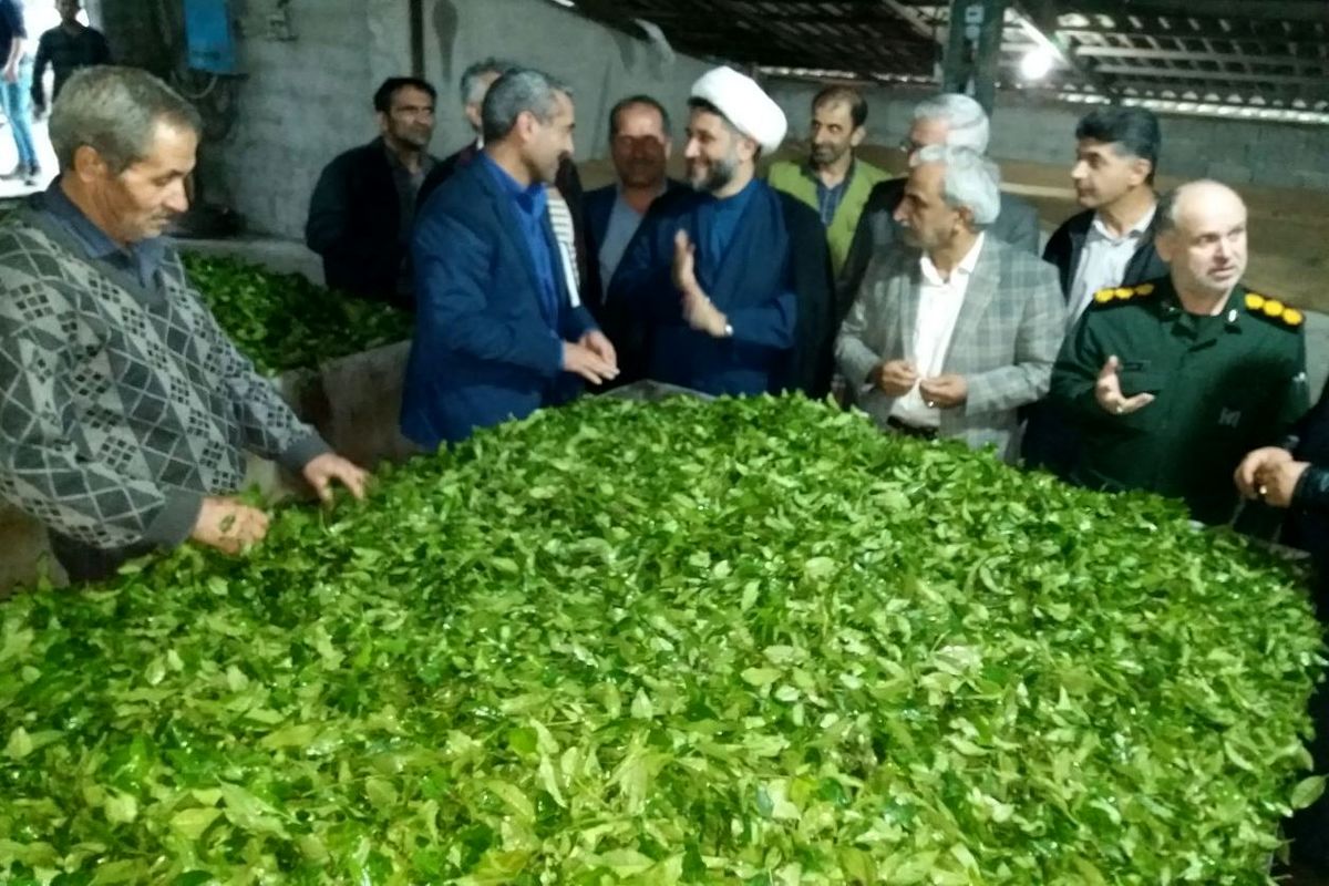 سازمان چای کشور
