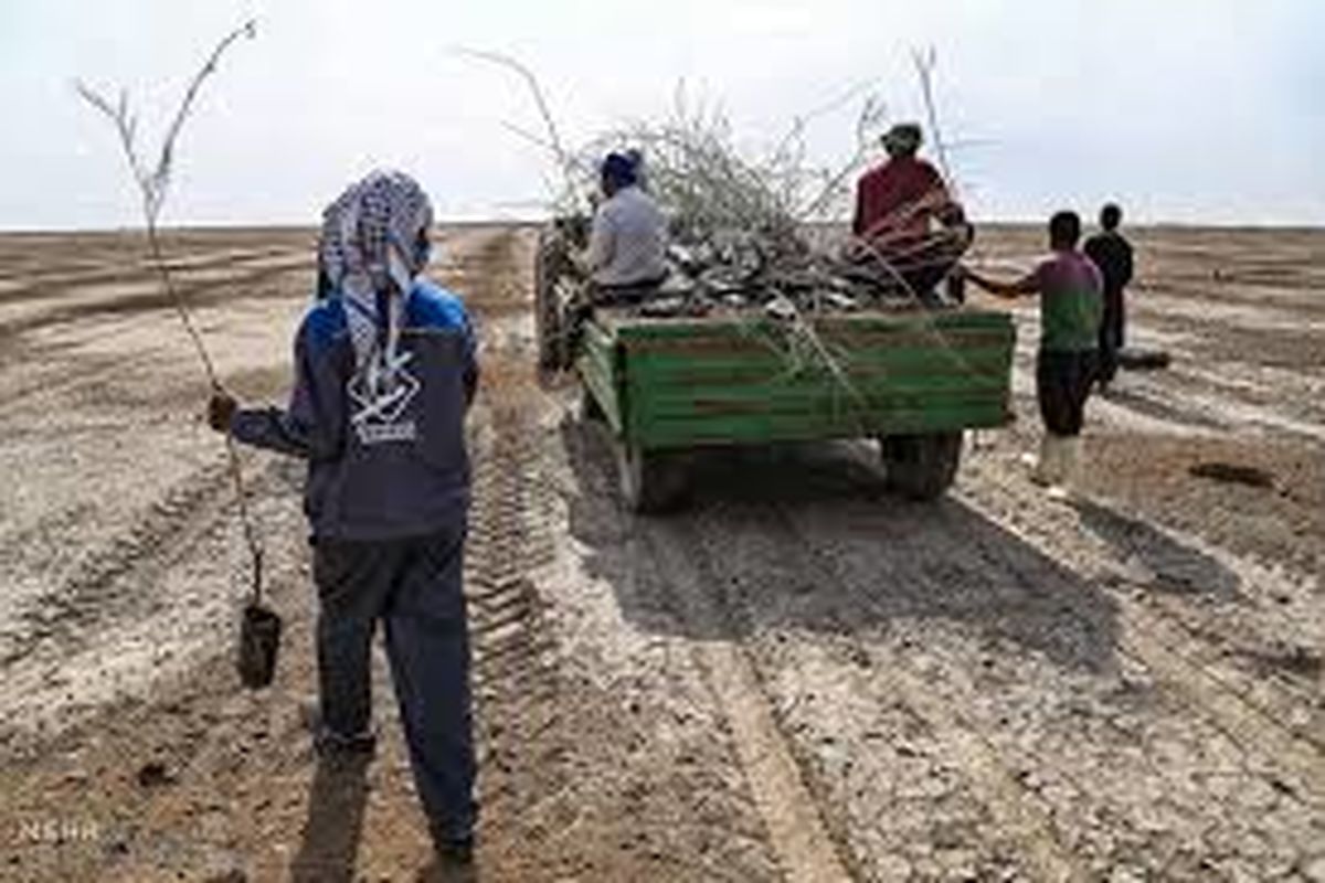 نهالکاری یزد