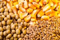 قیمت نهاده ‌های دامی با افزایش ۳۷ درصدی همراه شده است