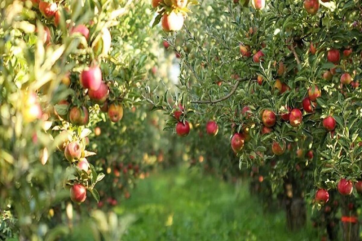 محصولات باغی