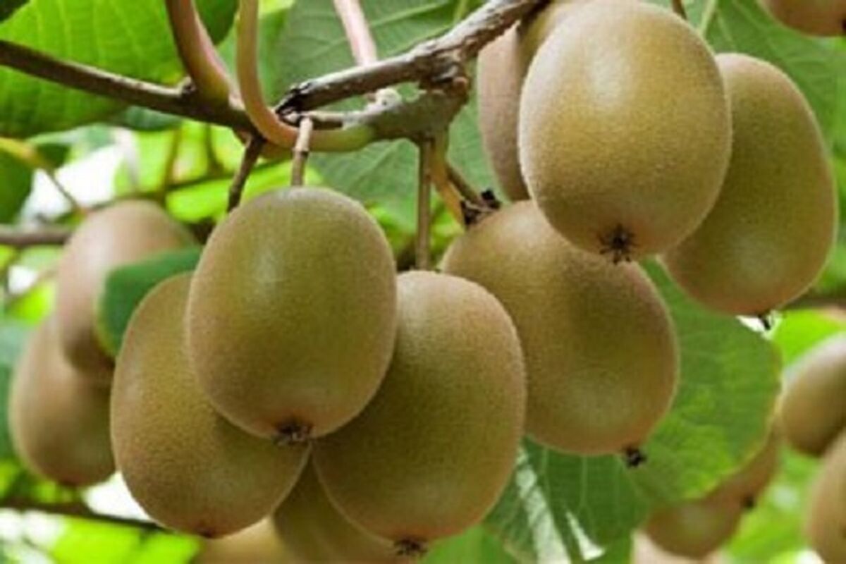 صادرات کیوی