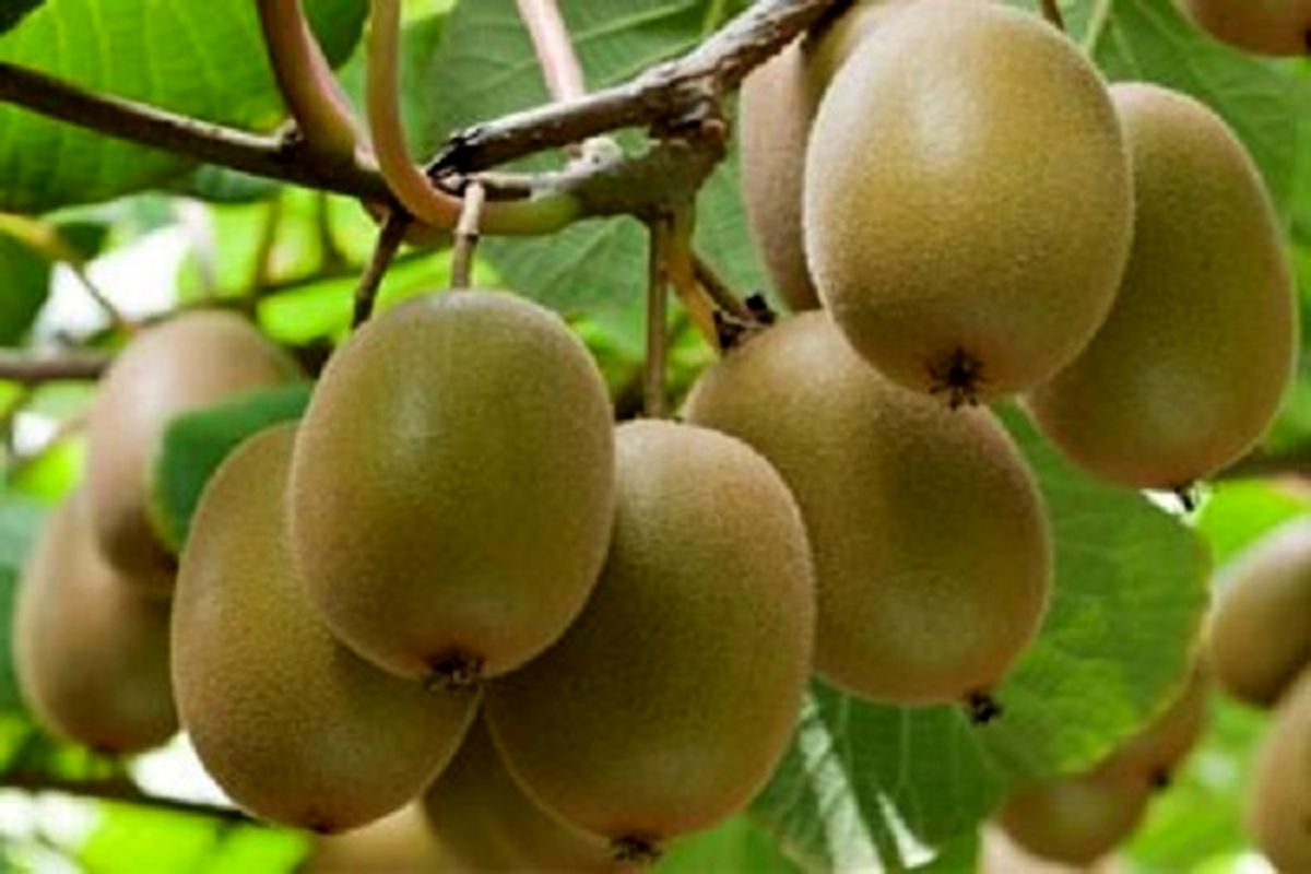 صادرات کیوی