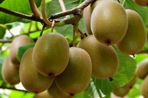 رتبه پنجم تولید کیوی جهان متعلق به ایران است