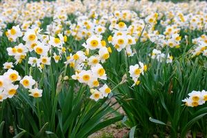 تولید 670 هزار شاخه گل نرگس در نکا/ درآمد 1.4 میلیاردی