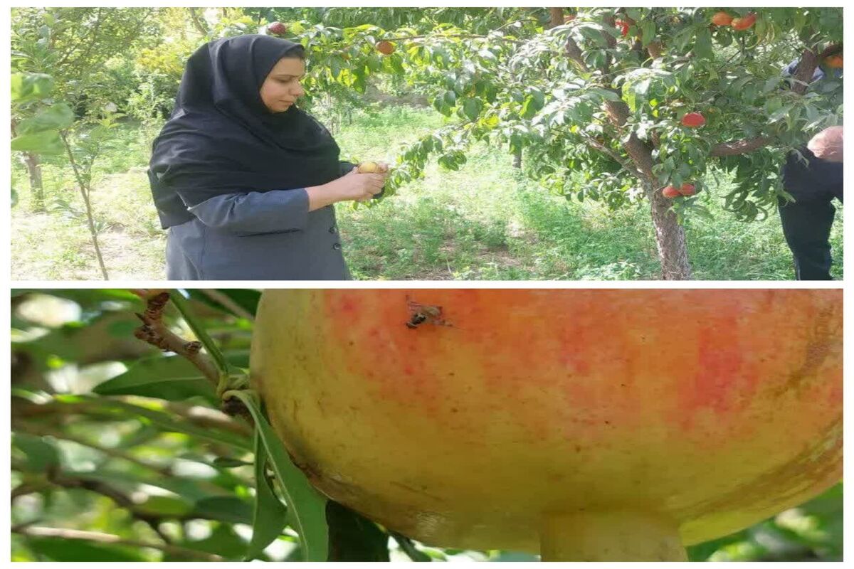مگس مدیترانه ای