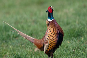 ارتقاء بخشی از منطقه شکار ممنوع مرزی شهرستان گرمی  در دستور کار است