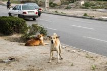 سگ‌های هار بلای جان مرد ۶۸ ساله دزپارتی شد