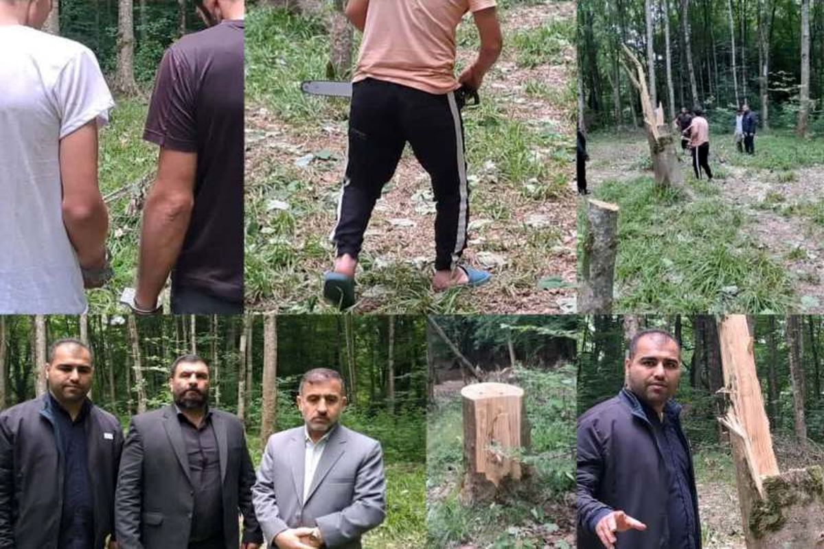 قطع درخت در بهشهر