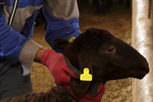 اجرای طرح هویت گذاری دام، توسط سازمان نظام مهندسی کشاورزی کرمانشاه 