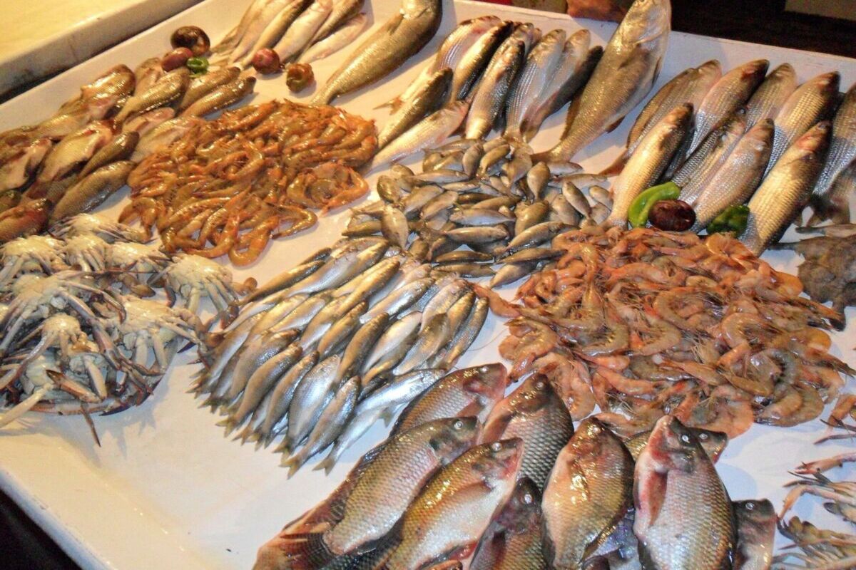 محصولات شیلاتی 