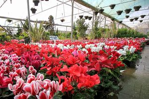 ۳۰شهریورماه  آخرین مهلت ارسال آثار جشنواره عکس گل و گیاه در اصفهان