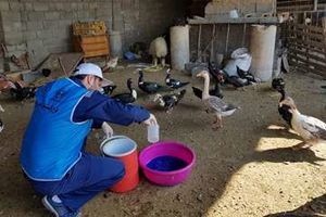 طرح ۶۰ روزه واکسیناسیون طیور روستایی خوزستان برای پیشگیری از نیوکاسل آغاز شد