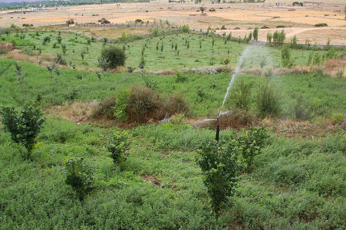 یونجه