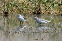 ورود نخستین گروه از پرندگان مهاجر زمستان‌گذران به تالاب بین‌المللی گندمان