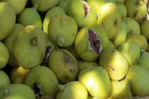 دهمین جشنواره شکرانه انجیر در گلوگاه برگزار می‌شود