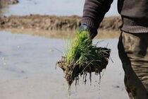 تامین 4500 تن انواع بذر توسط شبکه تعاون روستایی مازندران